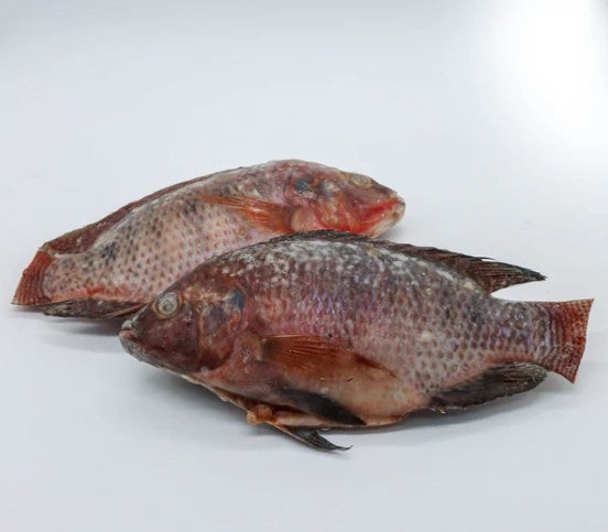 Carton petit Tilapia