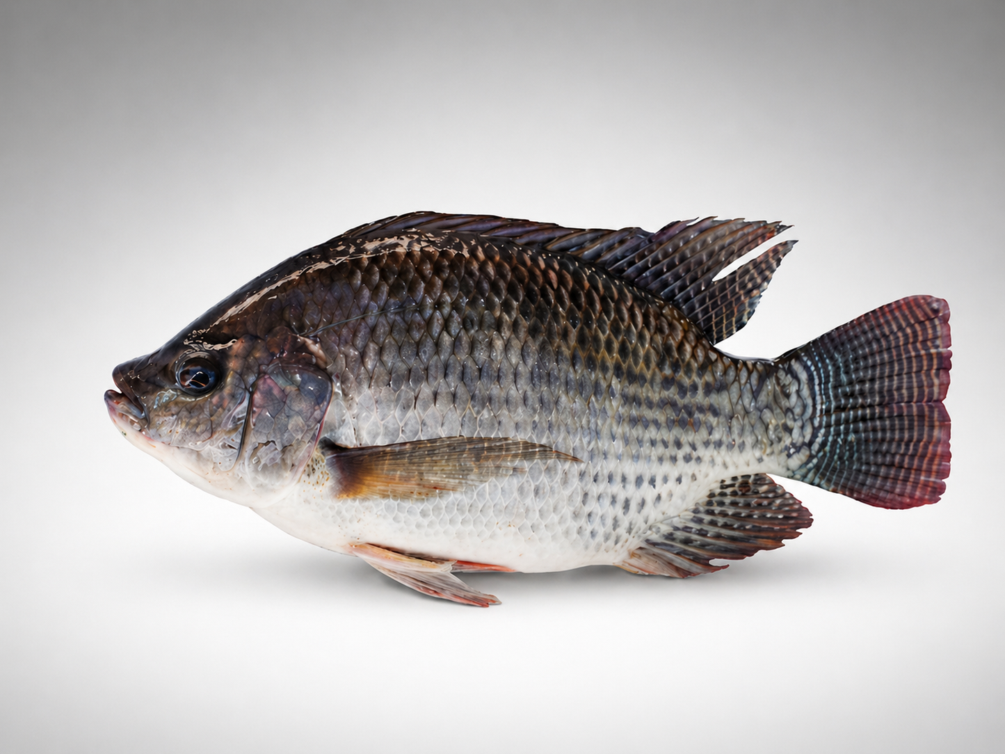 Tilapia