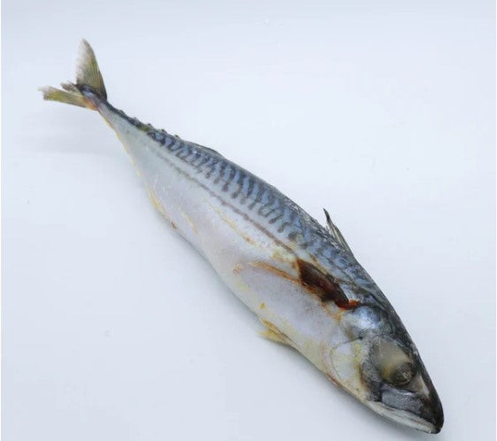Marquereau Lisse