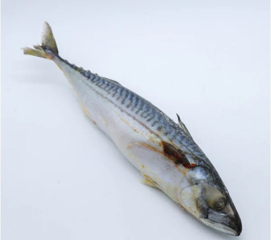 Marquereau Lisse