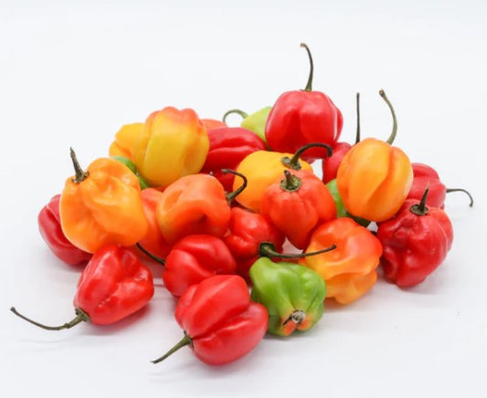 Piment Pili-pili
