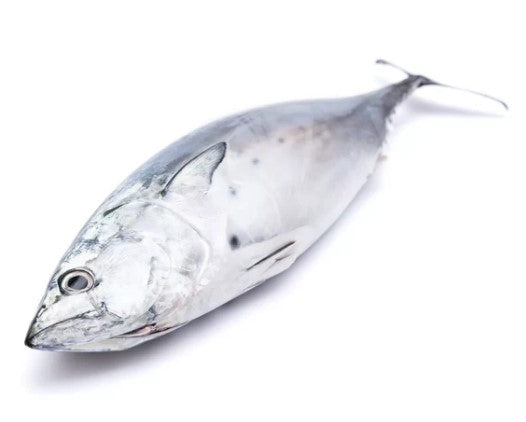 Poisson Thon
